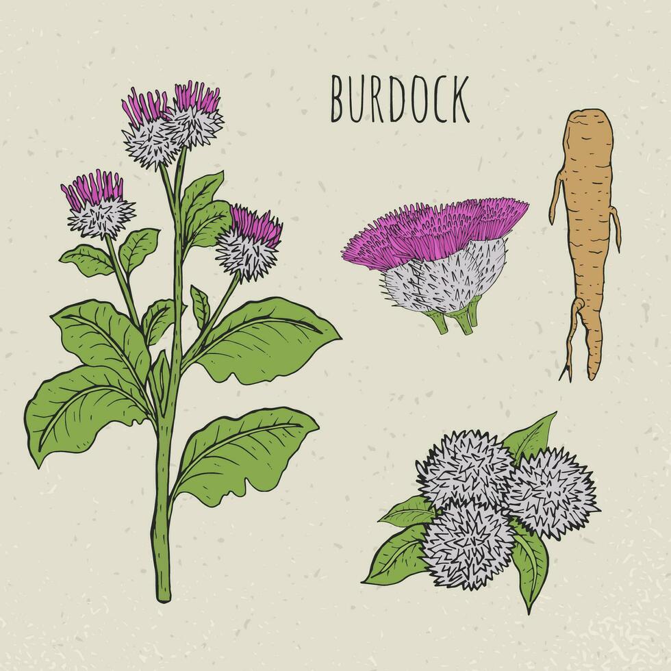 Burdock medical botanical isolated illustration. Plant, root, leaves, blossoming hand drawn set. Vintage sketch colorful. vector
