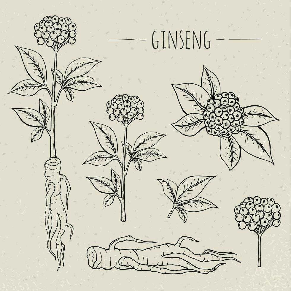 ginseng médico botánico aislado ilustración. planta, raíz, hojas mano dibujado colocar. Clásico bosquejo. vector