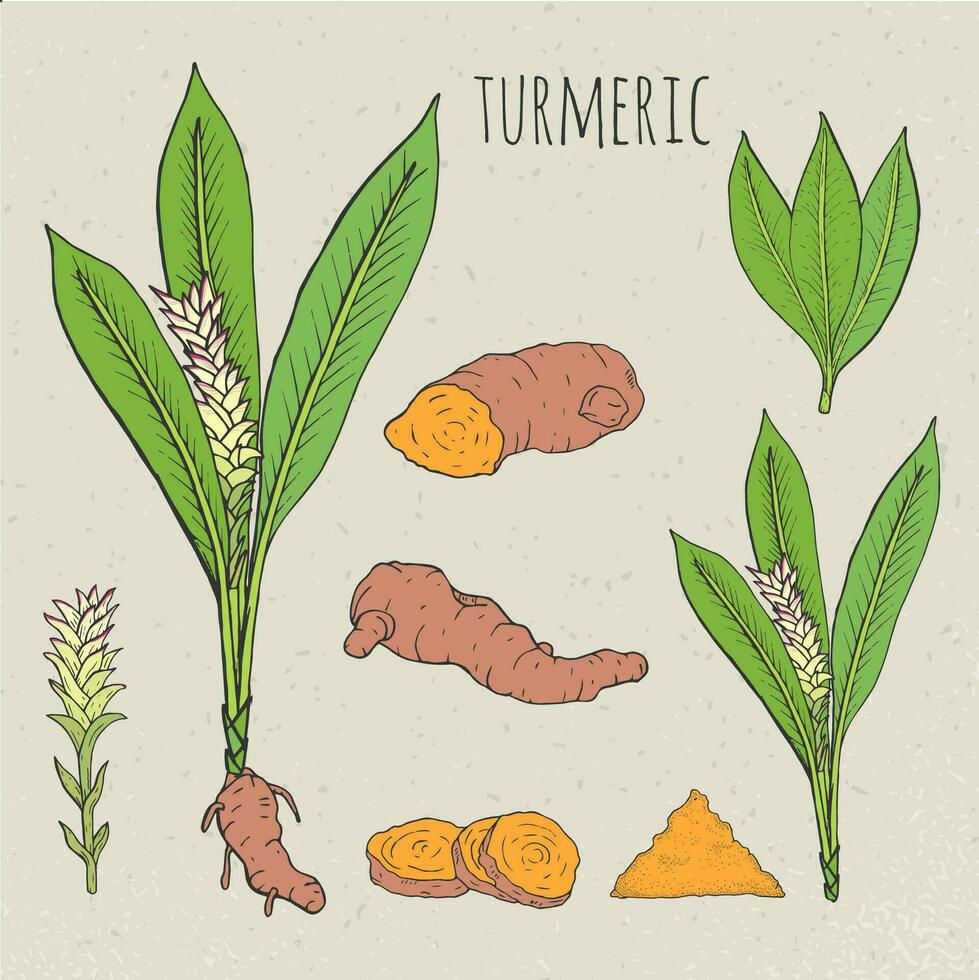 Turmeric medical botanical isolated illustration. Plant, root cutaway, leaves, spices hand drawn set. Vintage sketch colorful. vector