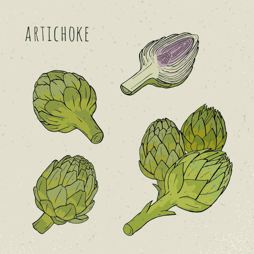 alcachofa conjunto mano dibujado botánico aislado y corte planta vistoso. bosquejo vector ilustración