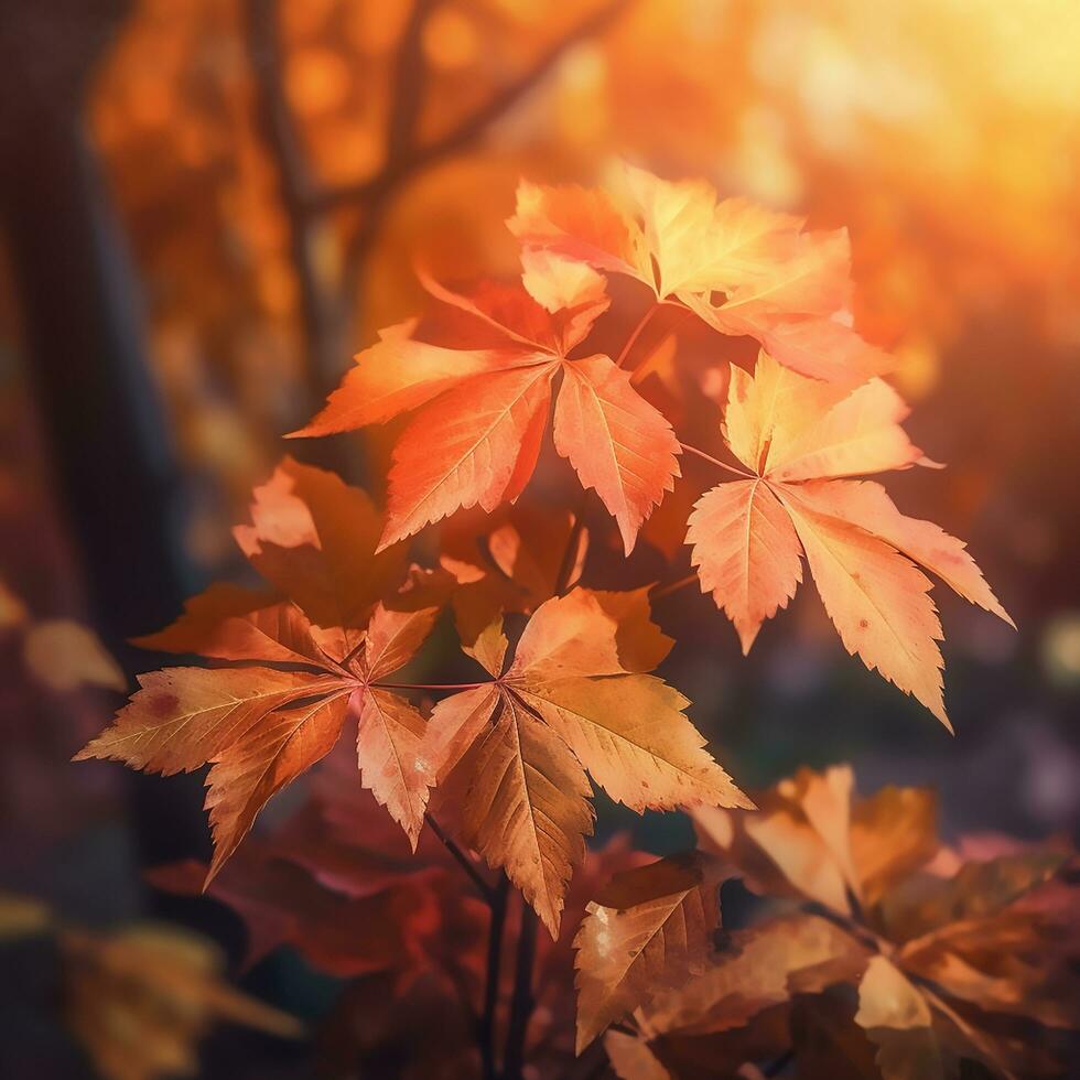 Autumn leaves in forest photo