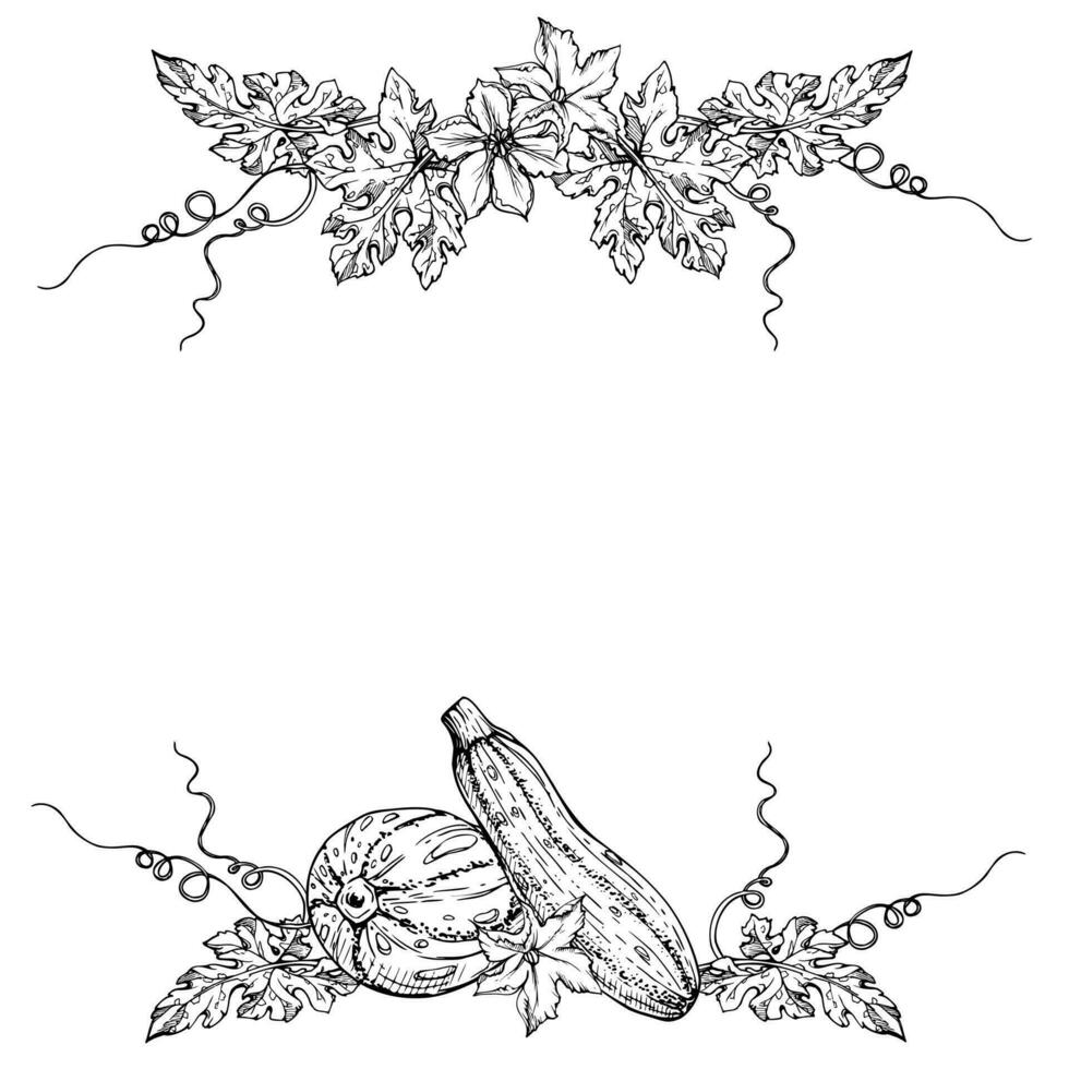 Hand drawn ink vector marrow zucchini gourd squash leaves. Sketch illustration art for Thanksgiving, harvest, farming. Square frame, outline Design for restaurant menu print, cafe, website, invitation