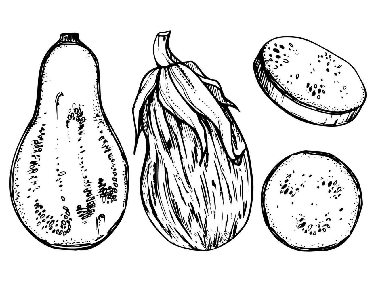 Hand drawn ink vector eggplant gourd squash. Sketch illustration art for Thanksgiving, Halloween, harvest, farming. Isolated object, outline. Design for restaurant menu print cafe, website, invitation