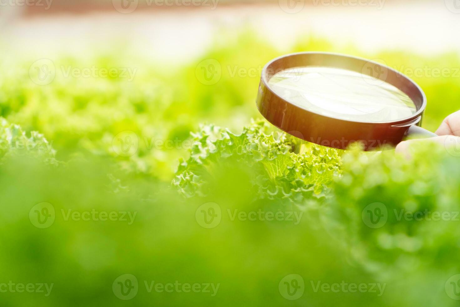 Closeup of farmer hands holding magnifying glass and looking at the vegetables in hydroponics farm. Abnormal Detection, check for small things, fungal pathogens, researcher concept. photo