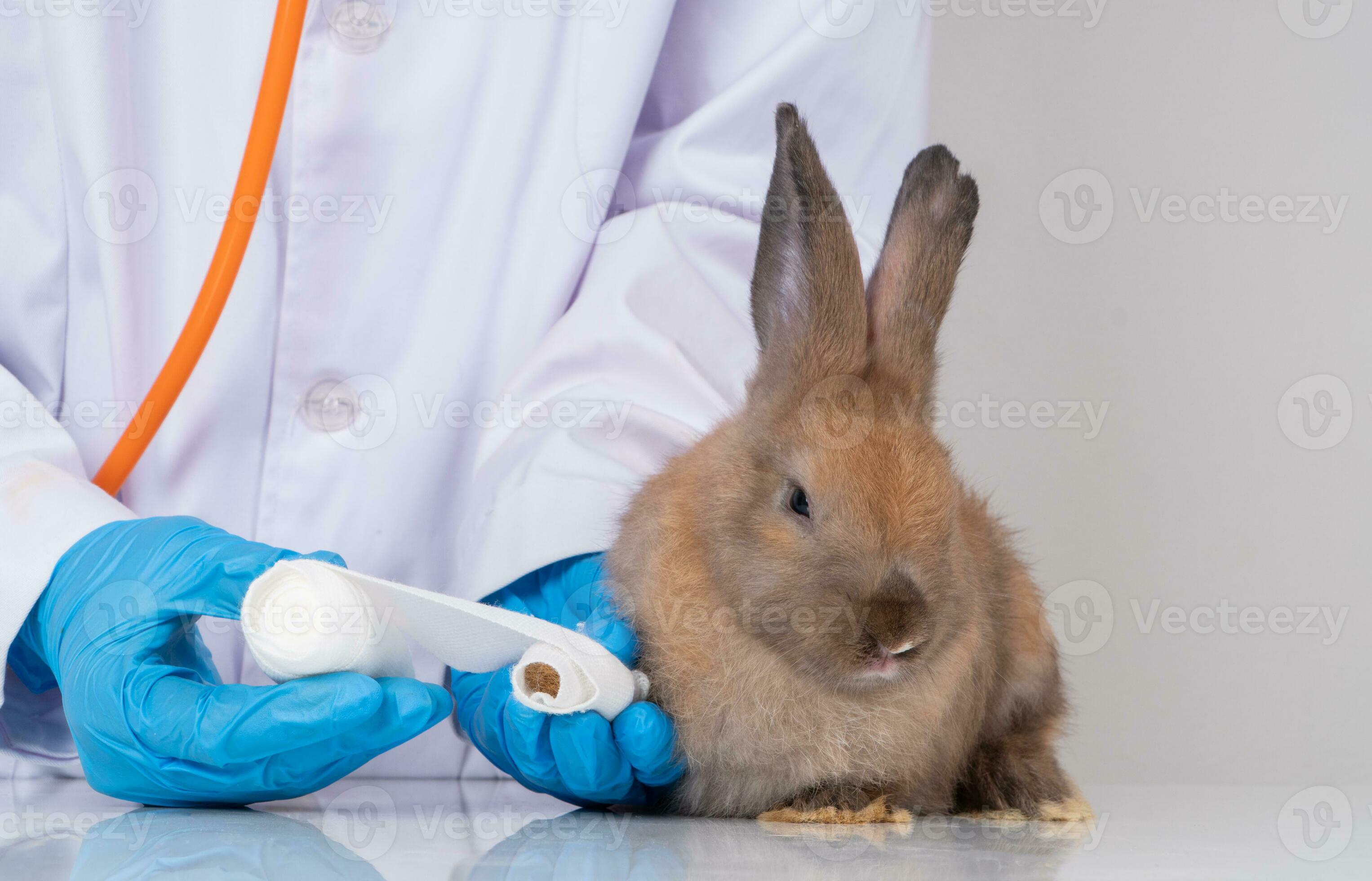 Veterinarians Using a bandage Wrap around the fluffy rabbit broken leg