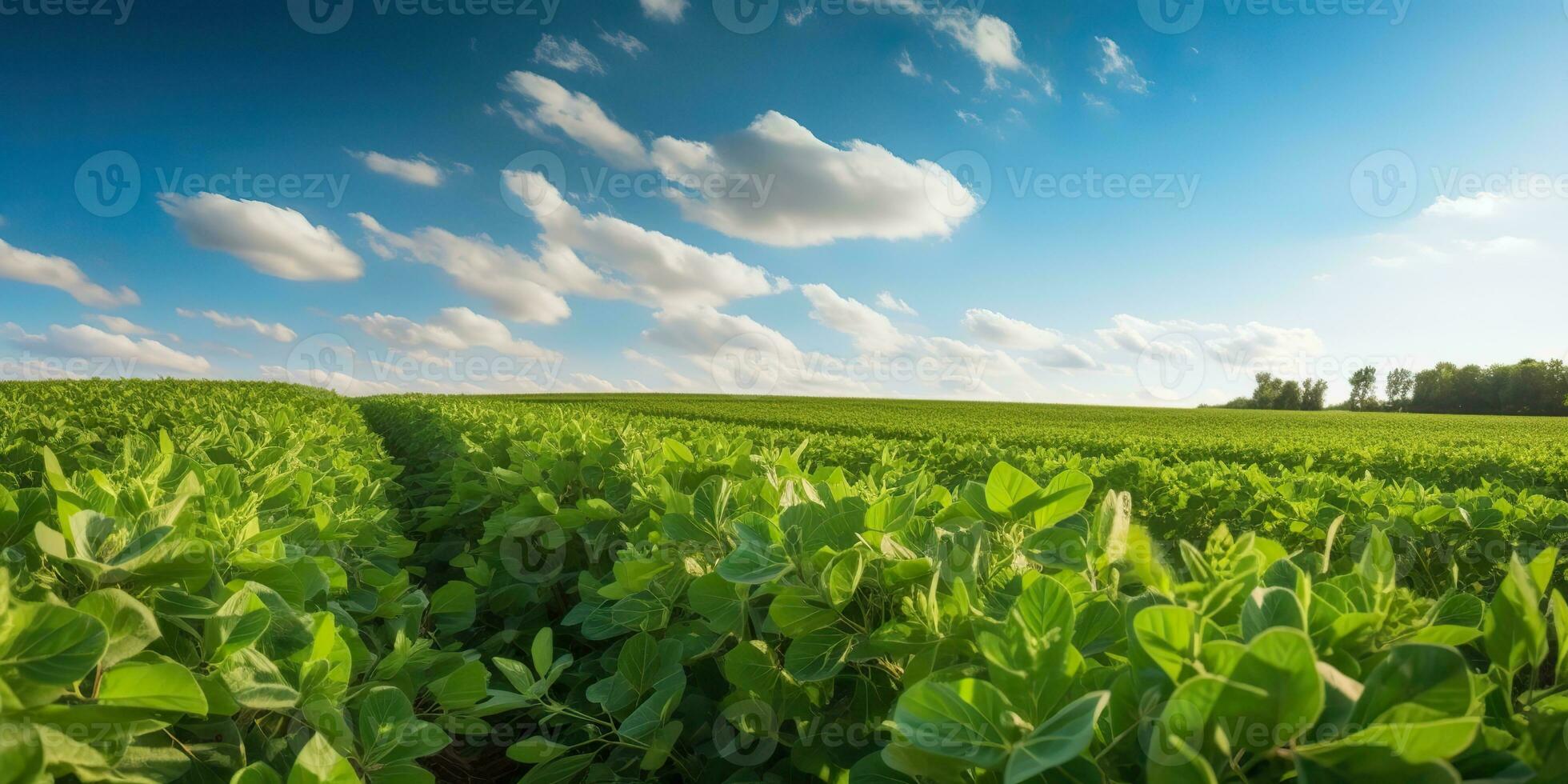 AI Generated. AI Generative. Farm harvest green soybean field. Outdoor nature plant vegetable organic eco product. Graphic Art photo