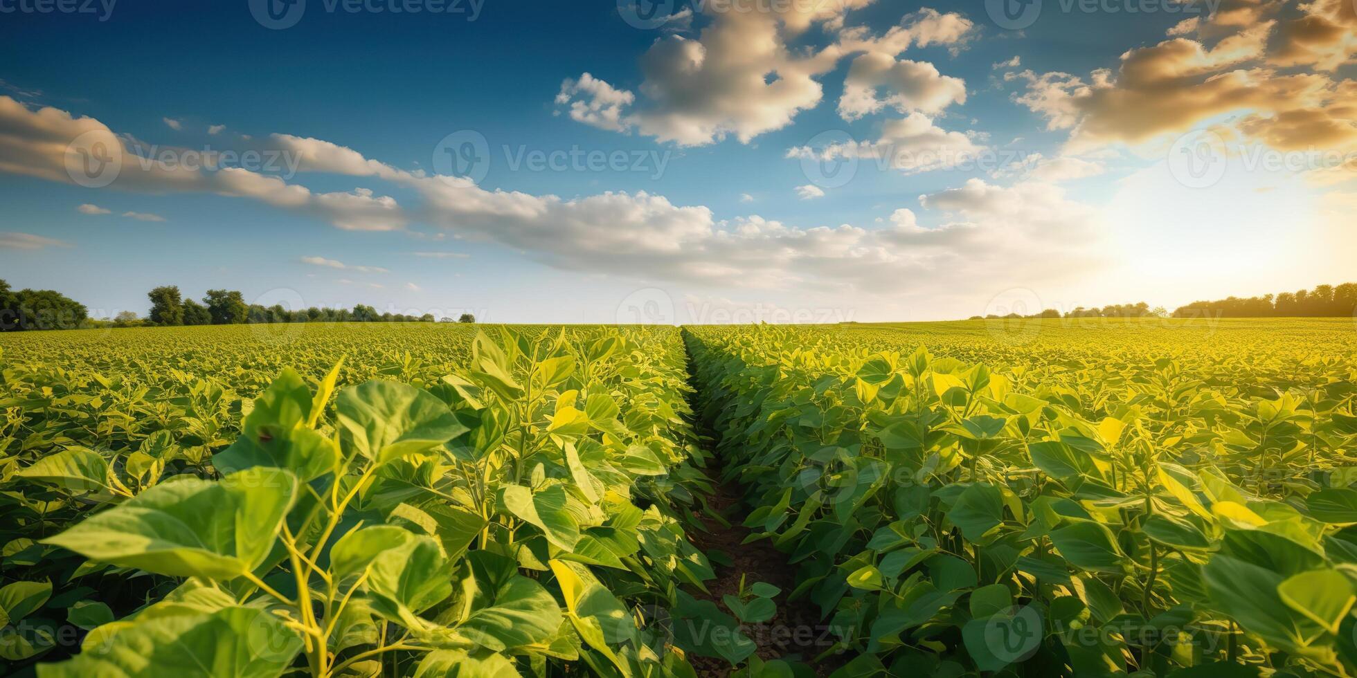 . . Farm harvest green soybean field. Outdoor nature plant vegetable organic eco product. Graphic Art photo