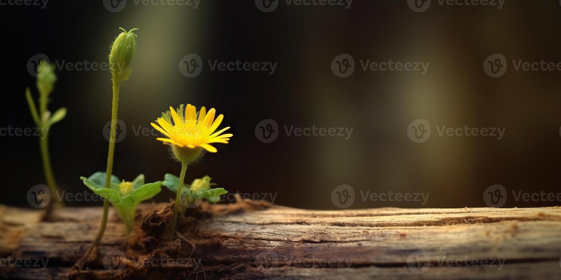 . . Beautiful yellow flower growing from wooden brick block table. Floral power strong nature outdoor vibe. Graphic Art photo
