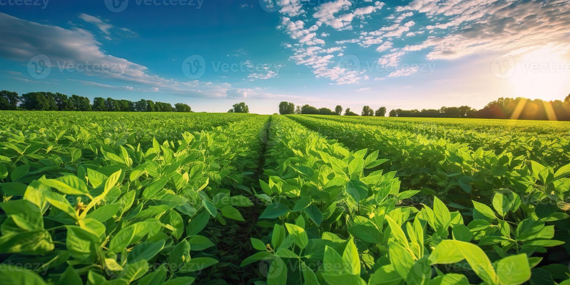 AI Generated. AI Generative. Farm harvest green soybean field. Outdoor nature plant vegetable organic eco product. Graphic Art photo