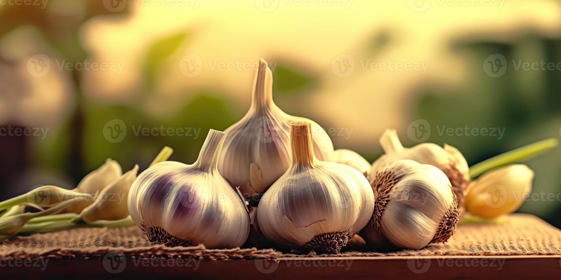 . . Fresh dry eco organic vegetable garlic. Healthy farm harvest Graphic Art photo
