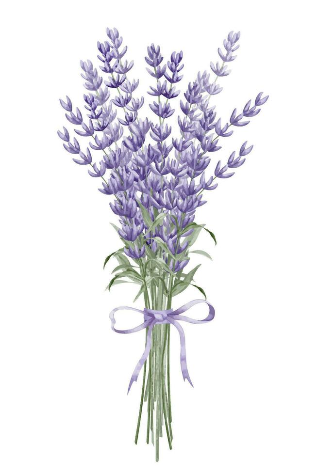Bouquet of Lavender Flowers with purple ribbon. Hand drawn watercolor illustration on white isolated background for greeting cards or wedding invitations. Floral Province drawing for icon or logo vector