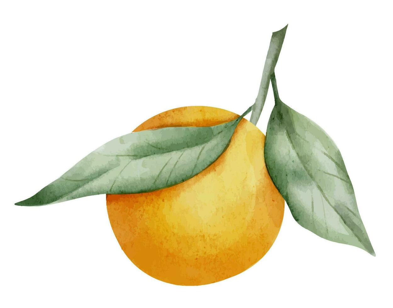 Orange Fruit Branch with leaves. Hand drawn watercolor illustration of tropical citrus Food on white isolated background. Drawing of tangerine tree for label. Sketch of juicy raw clementine for menu vector