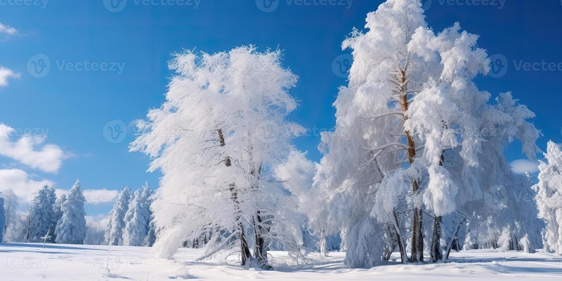 . . Winter forest tree winter snow garden park landscape. Graphic Art photo