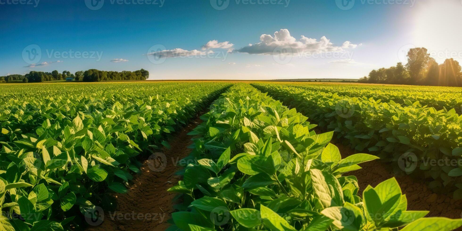 AI Generated. AI Generative. Farm harvest green soybean field. Outdoor nature plant vegetable organic eco product. Graphic Art photo