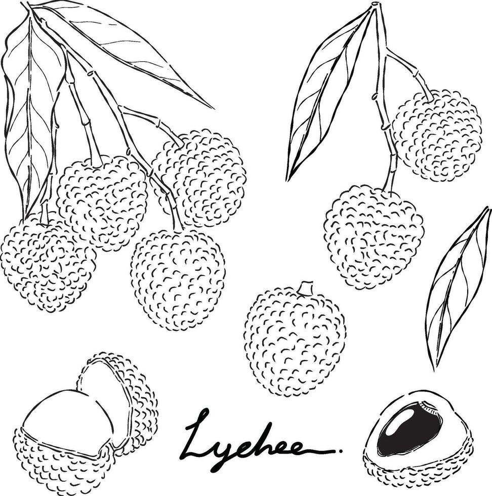 Lychee fruit hand drawn doodle illustrations vector set