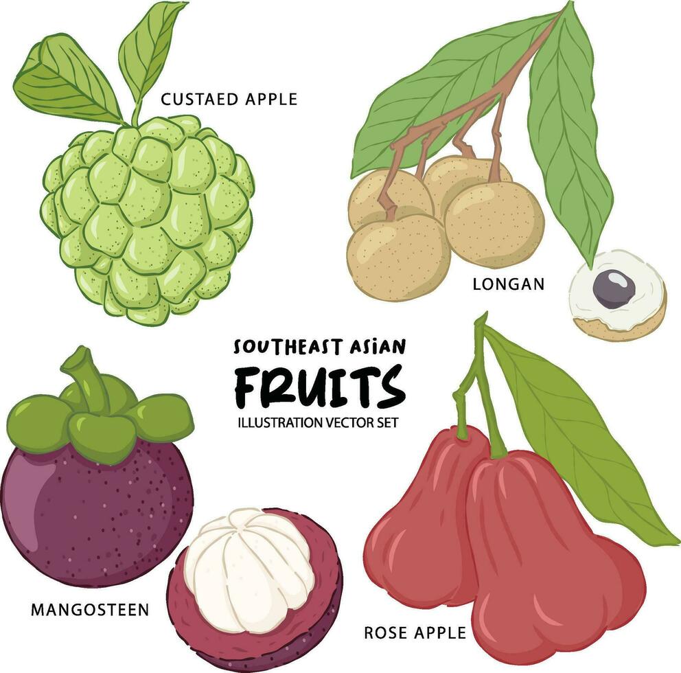 Southeast asian fruit illustration, custaed apple, longan, mangosteen and rose apple vector set