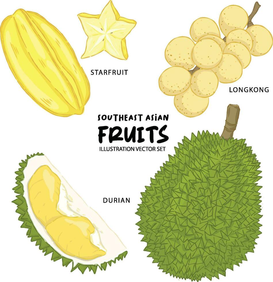 Southeast asian fruit illustration starfruit,longkong and durian vector set