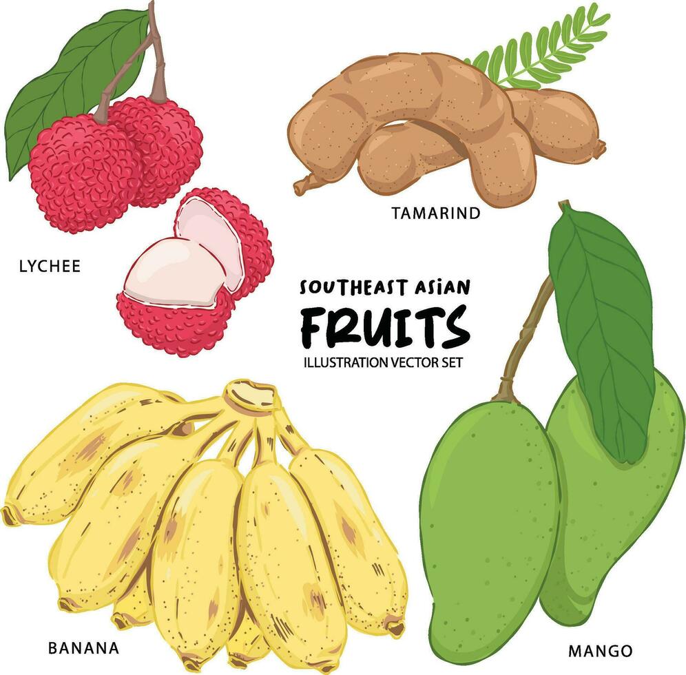 Sureste asiático Fruta ilustración lichi, plátano, tamarindo y mango vector conjunto