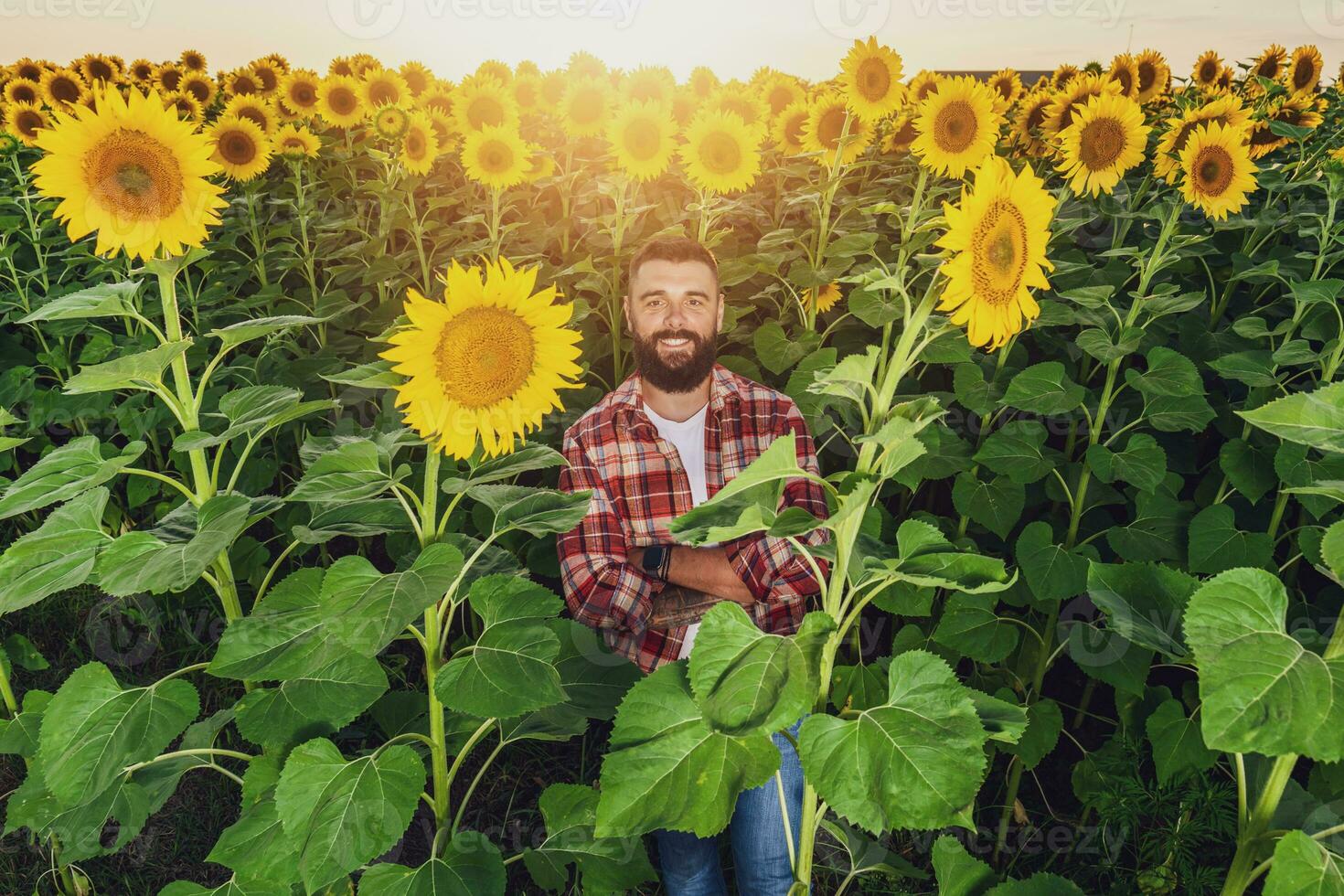 contento granjero es en pie en su girasol campo cuales es en florecer. él es contento porque de bueno temporada y bueno Progreso de el plantas. foto