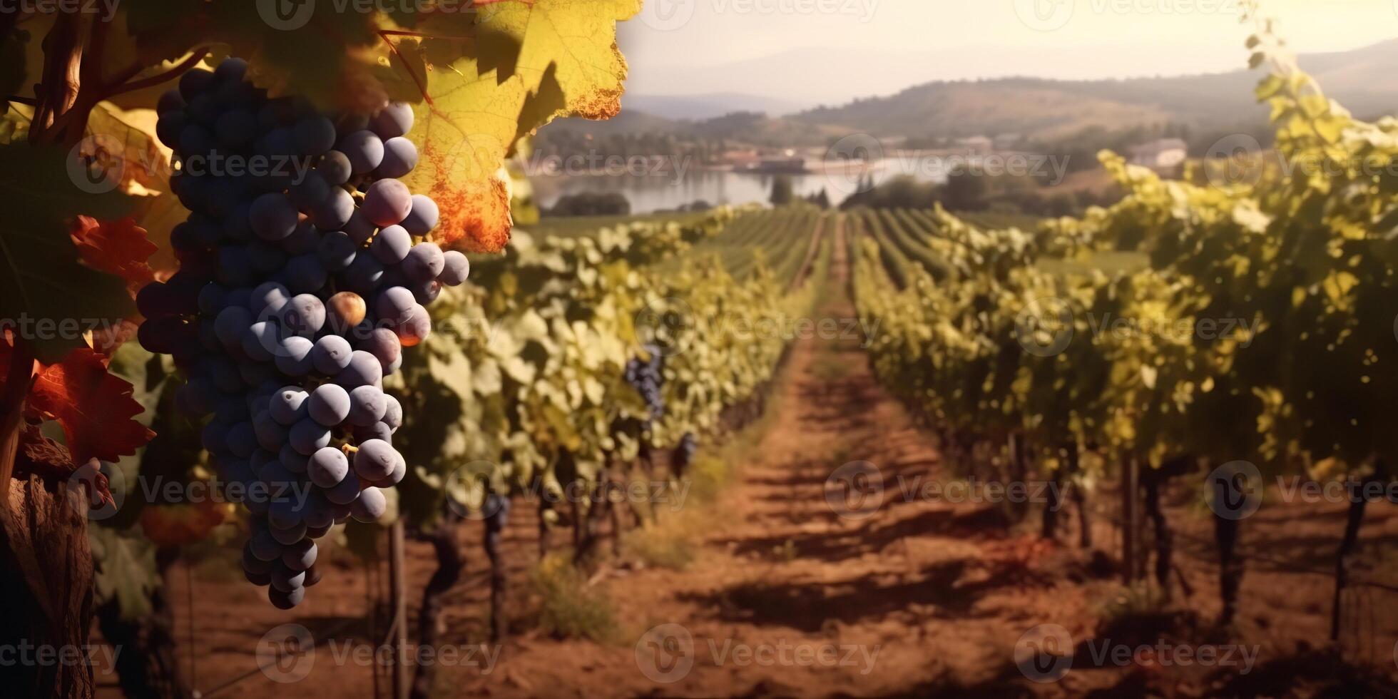 . . Photo illustration of wine grape vineyard winery plant field nature outdoor field. Graphic Art
