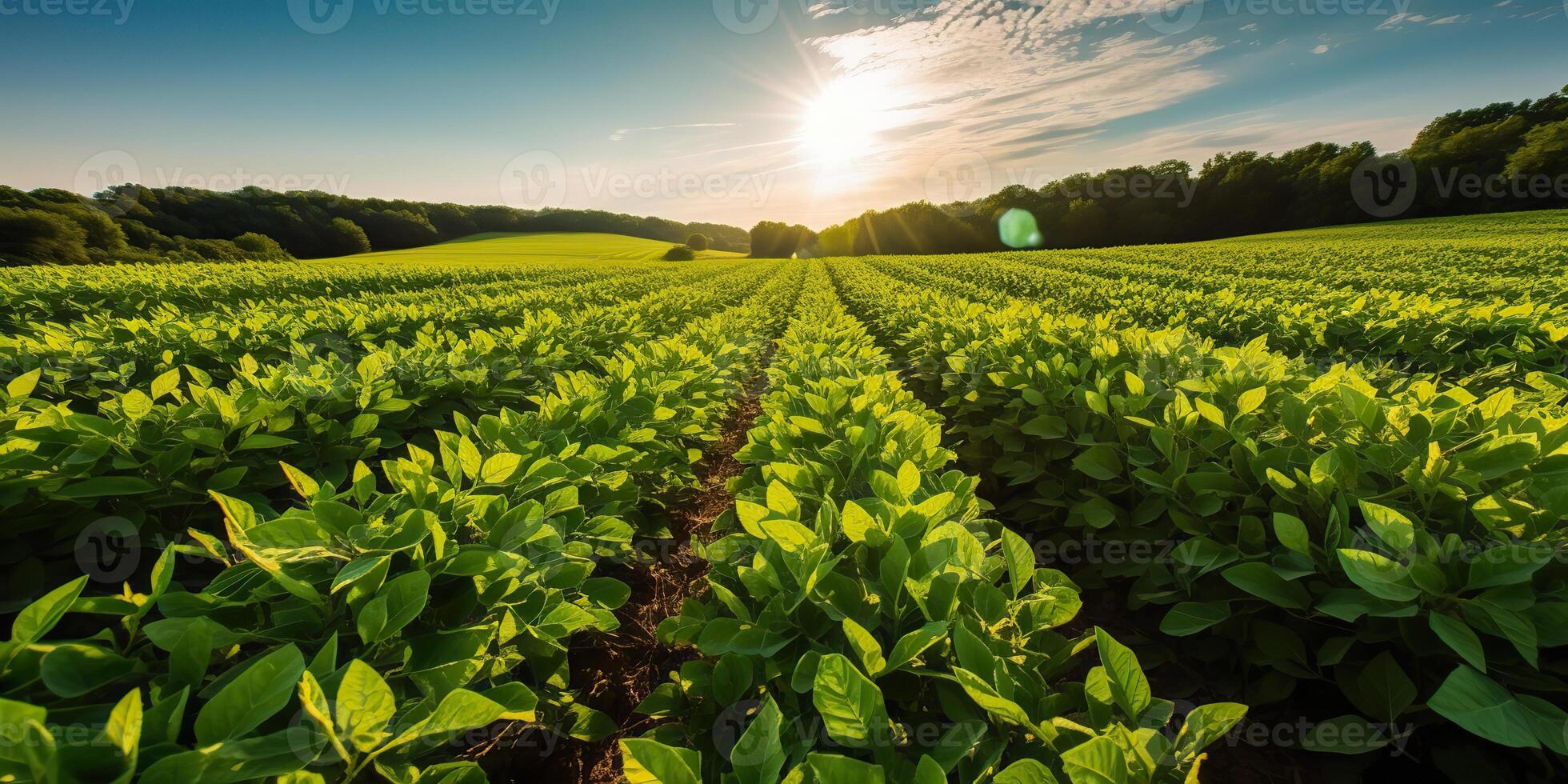 . . Farm harvest green soybean field. Outdoor nature plant vegetable organic eco product. Graphic Art photo