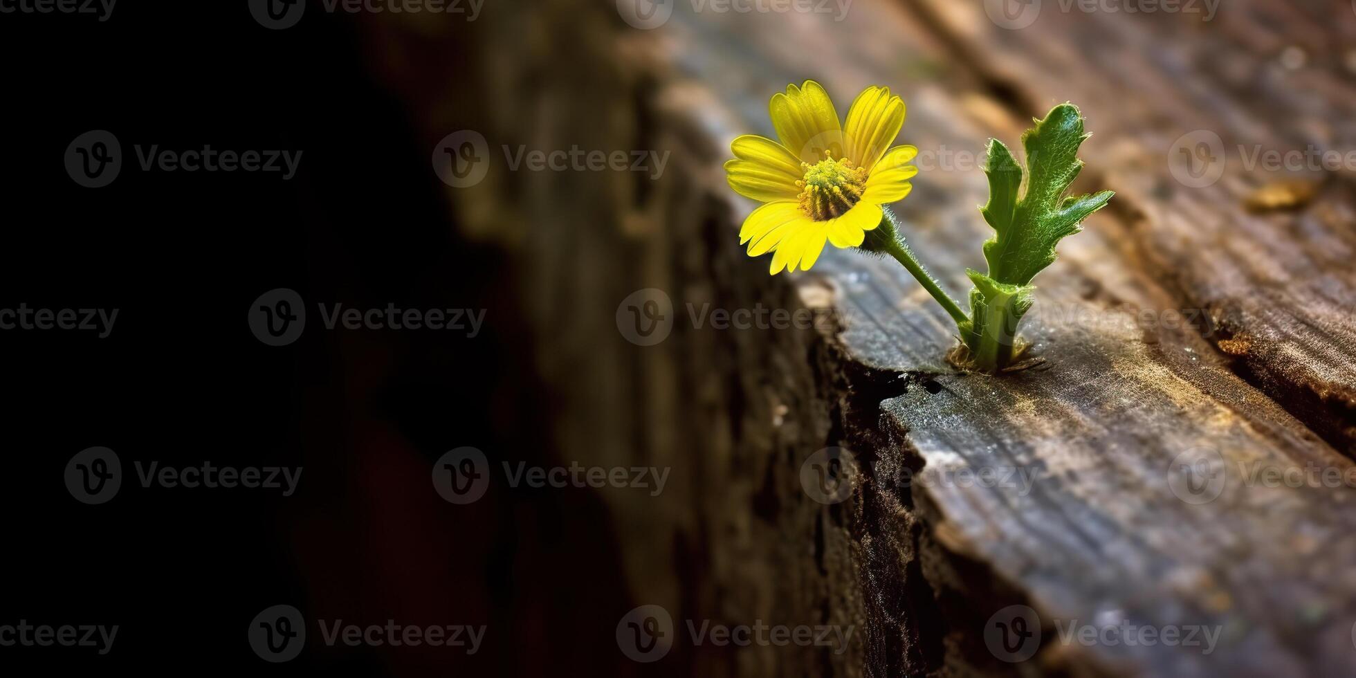 . . Beautiful yellow flower growing from wooden brick block table. Floral power strong nature outdoor vibe. Graphic Art photo
