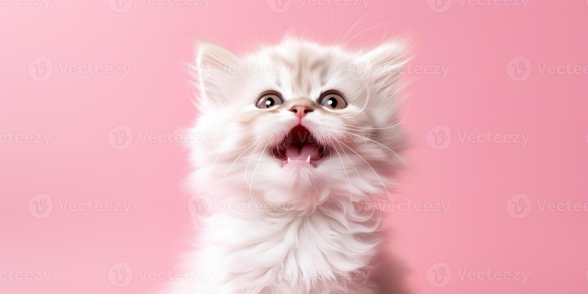 . . face frontal cute funny cate portrait on pink background. Happy animal pet promotion vibe. Graphic Art photo
