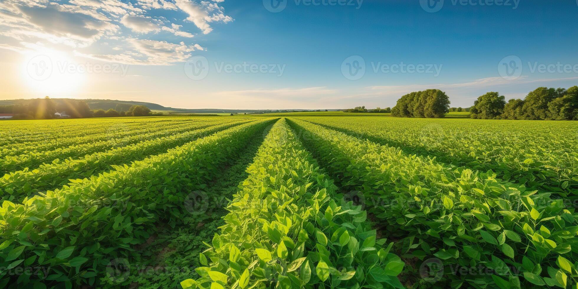 AI Generated. AI Generative. Farm harvest green soybean field. Outdoor nature plant vegetable organic eco product. Graphic Art photo