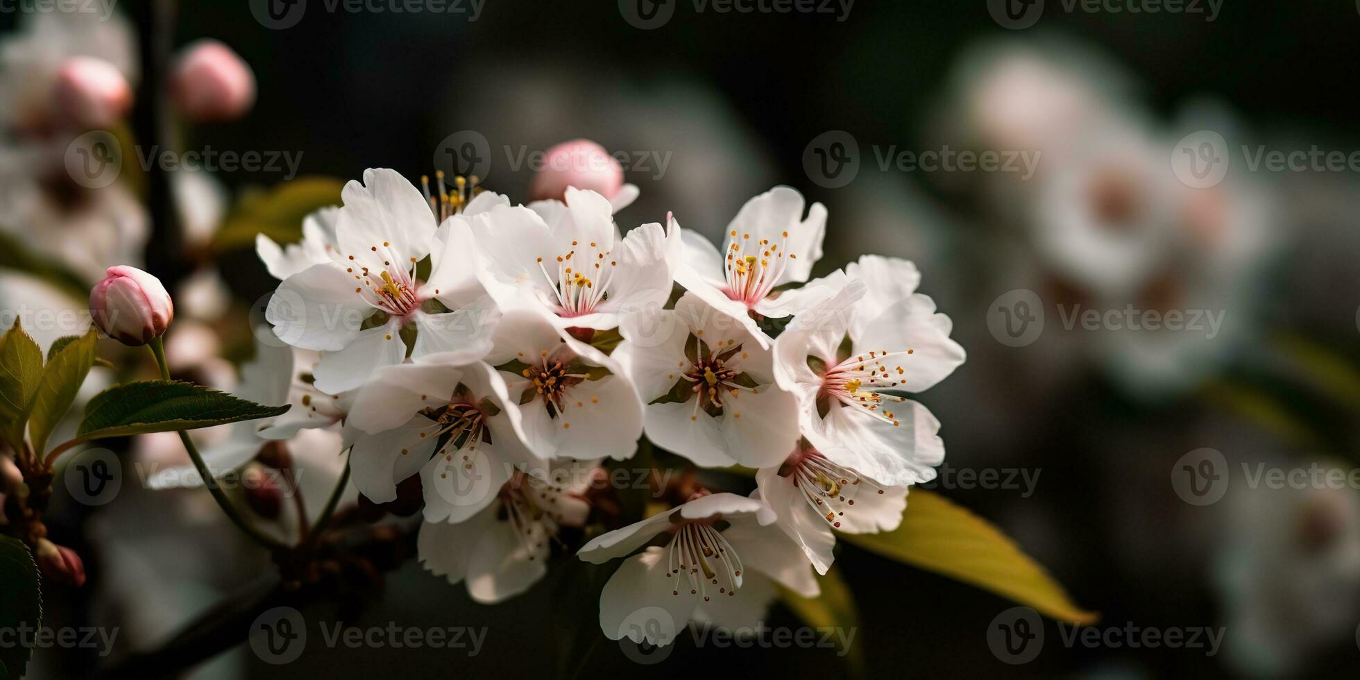 AI Generated. AI Generative. Cherry blossom blooming flower tree plant. Decorative romantic botanical vibe. Graphic Art photo