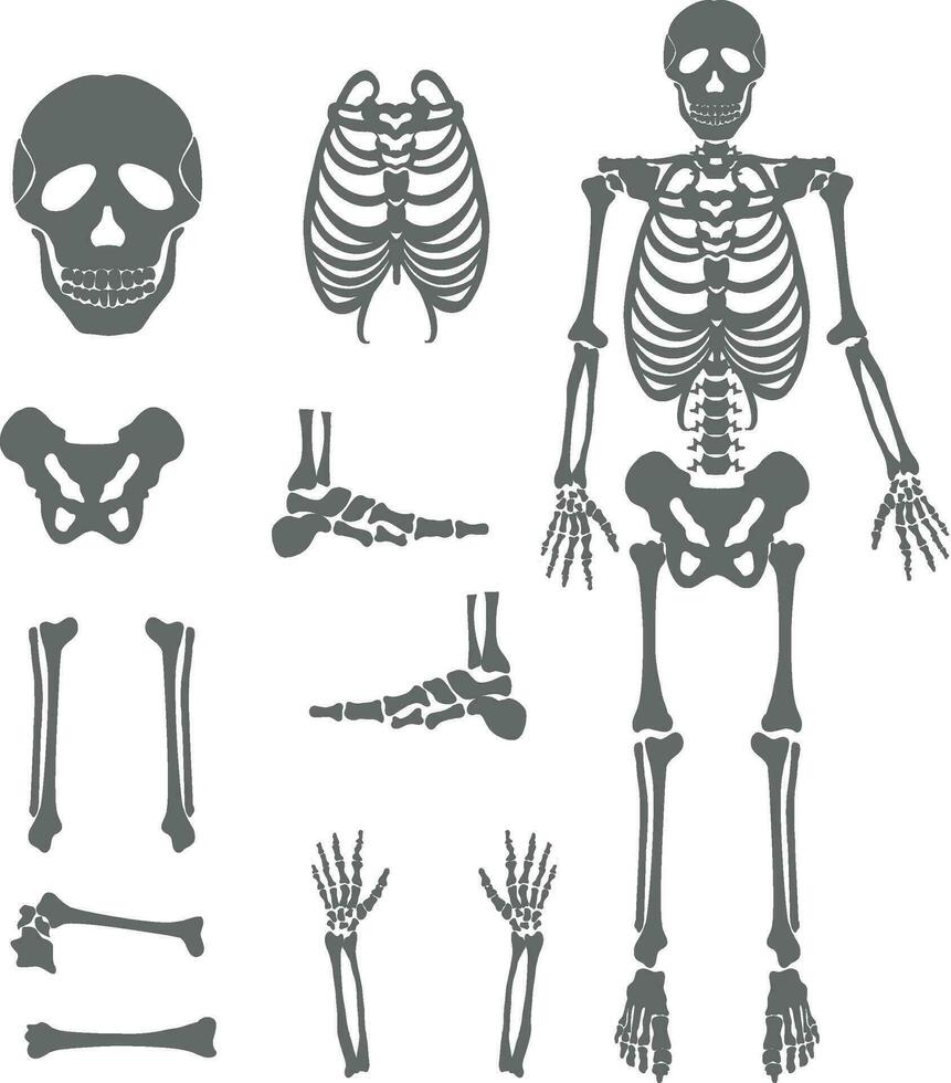 Skeleton vector set  Human Internal Organ