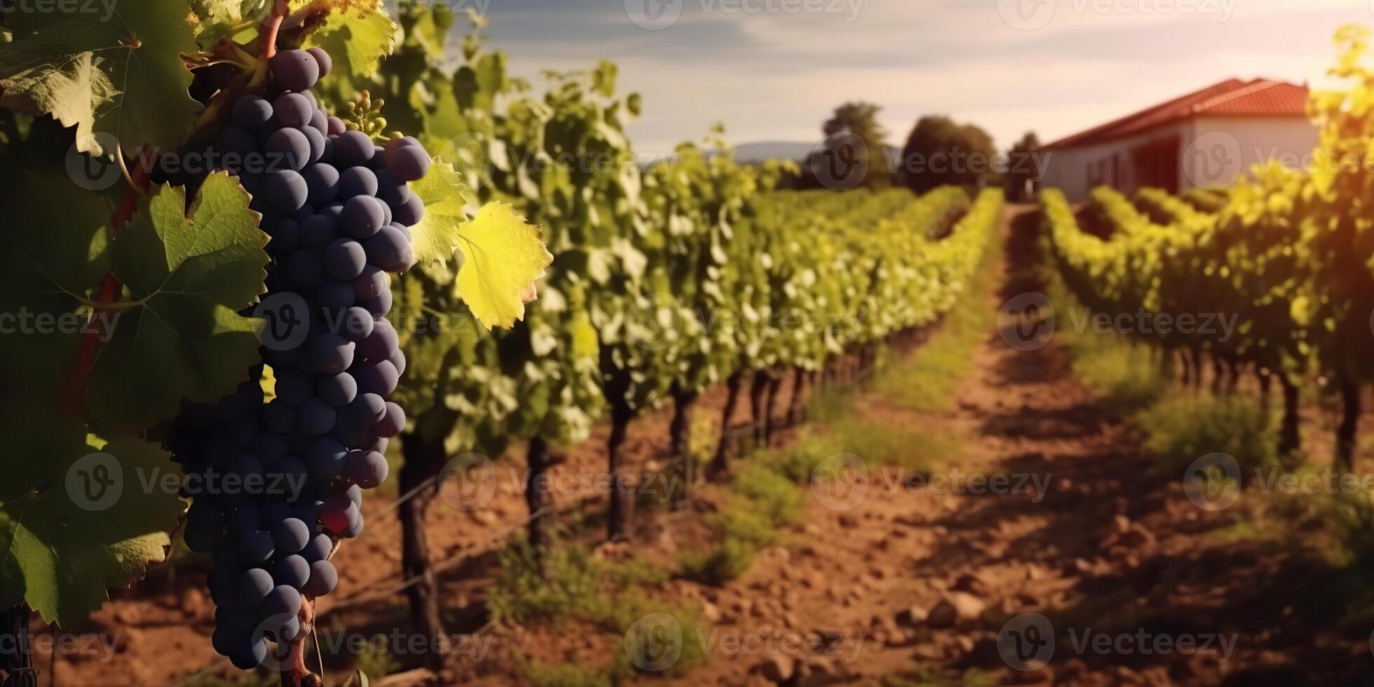 . . Photo illustration of wine grape vineyard winery plant field nature outdoor field. Graphic Art