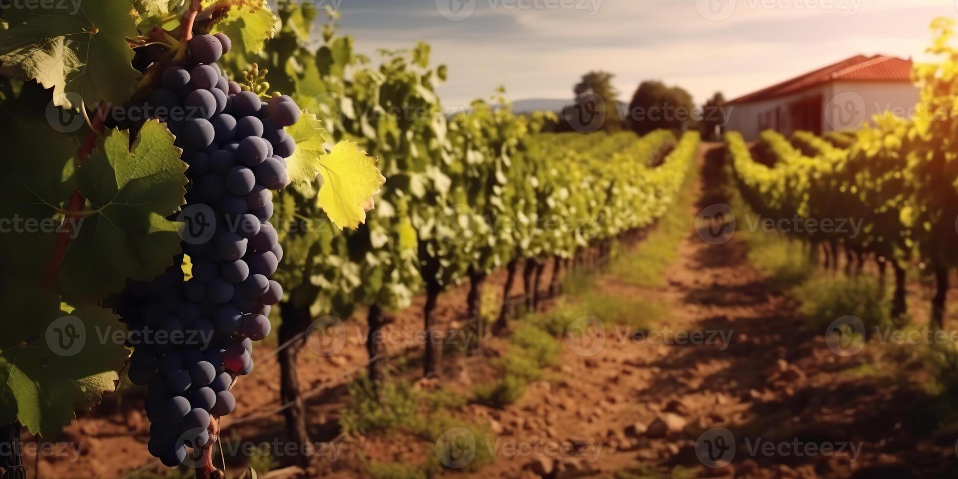 ai generado. ai generativo. foto ilustración de vino uva viñedo lagar planta campo naturaleza al aire libre campo. gráfico Arte