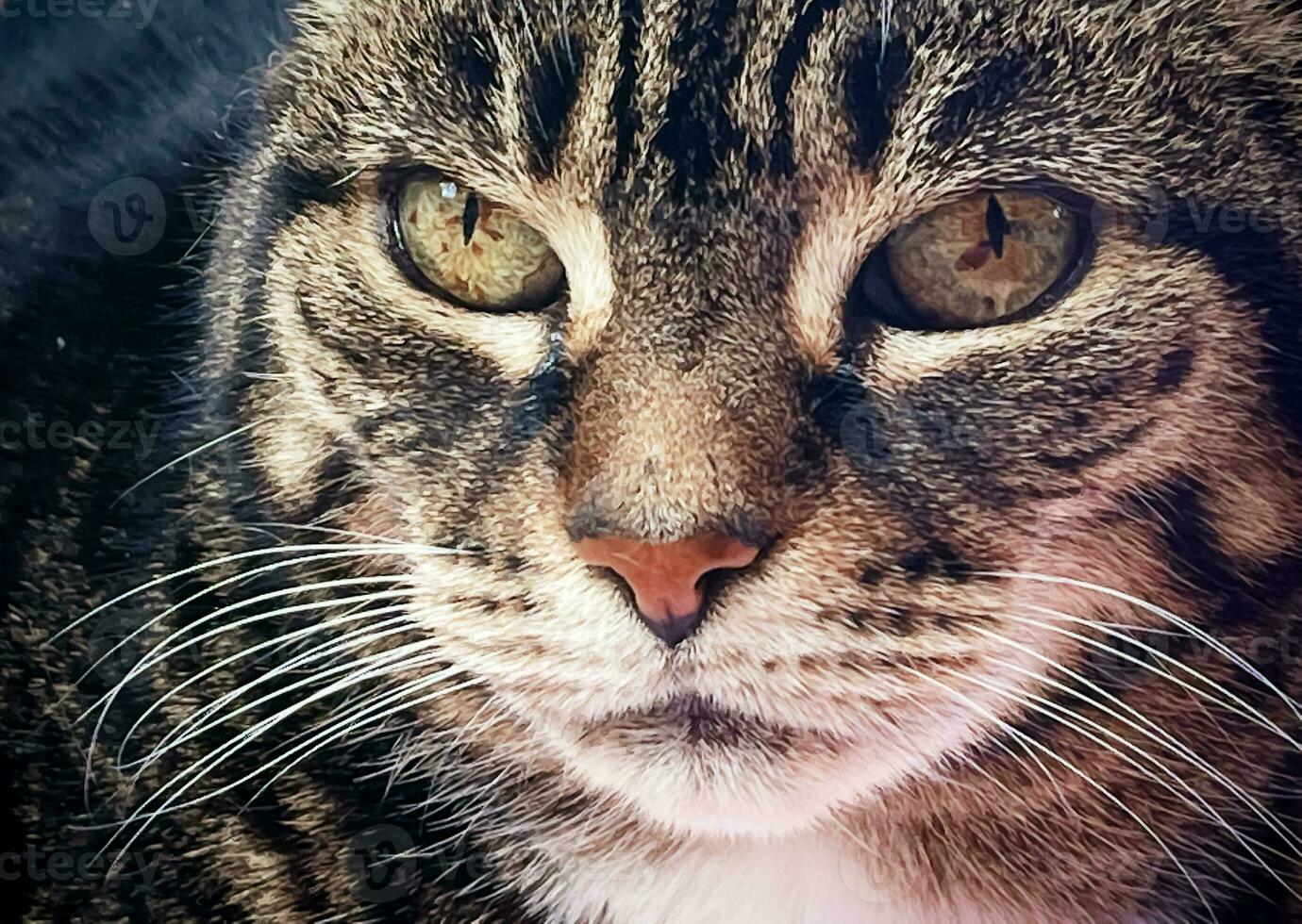 Beautiful female tabby cat at home, adorable domestic pet portrait photo