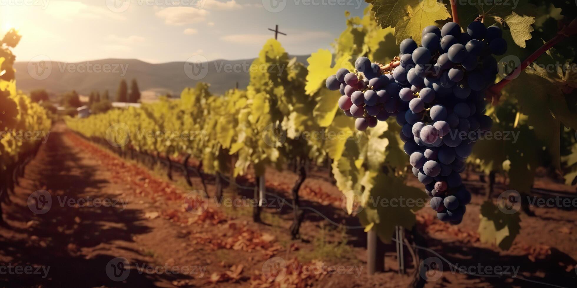 . . Photo illustration of wine grape vineyard winery plant field nature outdoor field. Graphic Art