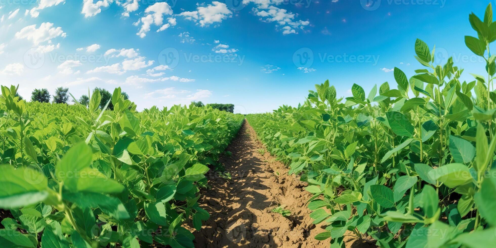 ai generado. ai generativo. granja cosecha verde haba de soja campo. al aire libre naturaleza planta vegetal orgánico eco producto. gráfico Arte foto