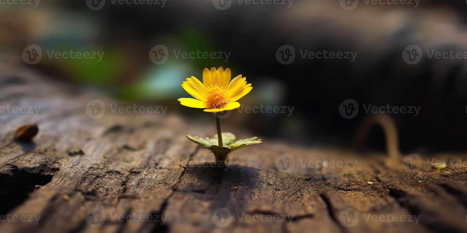 . . Beautiful yellow flower growing from wooden brick block table. Floral power strong nature outdoor vibe. Graphic Art photo