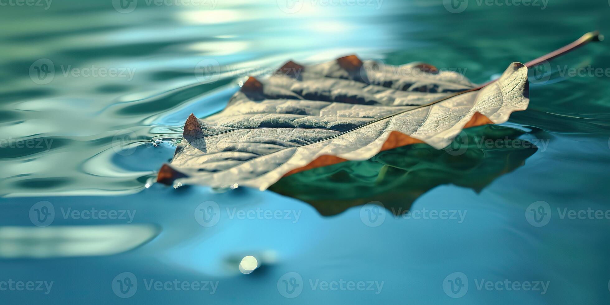 . . Nature outdoor wild leaf floating on blue water sea surface. Adventure plant fall vibe. Graphic Art photo