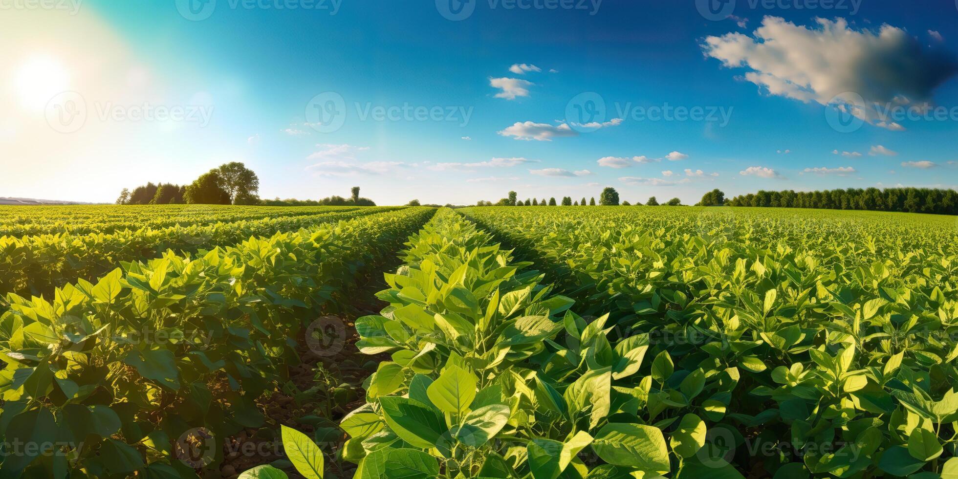 AI Generated. AI Generative. Farm harvest green soybean field. Outdoor nature plant vegetable organic eco product. Graphic Art photo