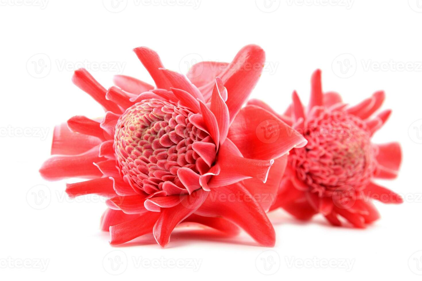 etlingera  elatior flower photo