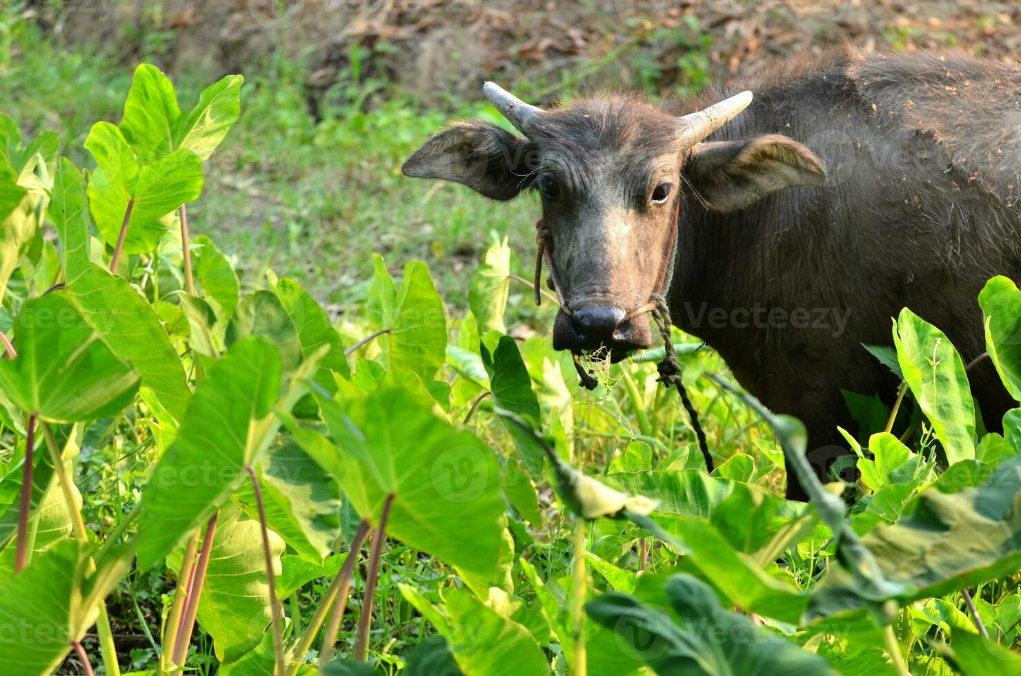 young water buffalo photo