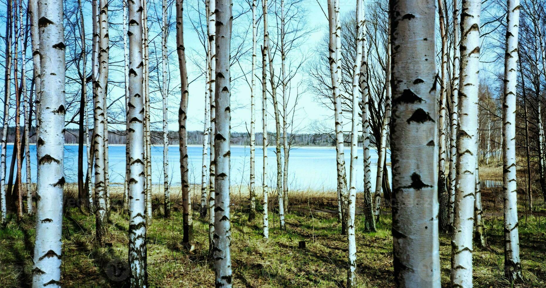 birch tree forest background photo