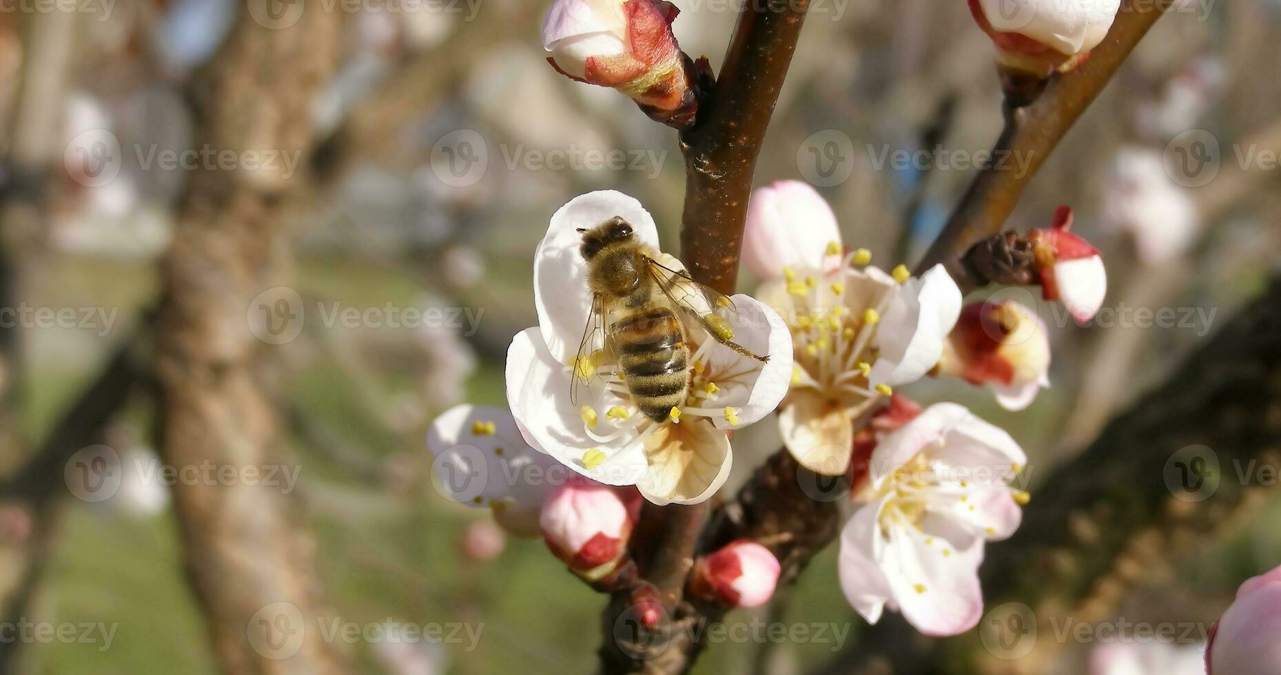 bee fetching nectar natural background photo