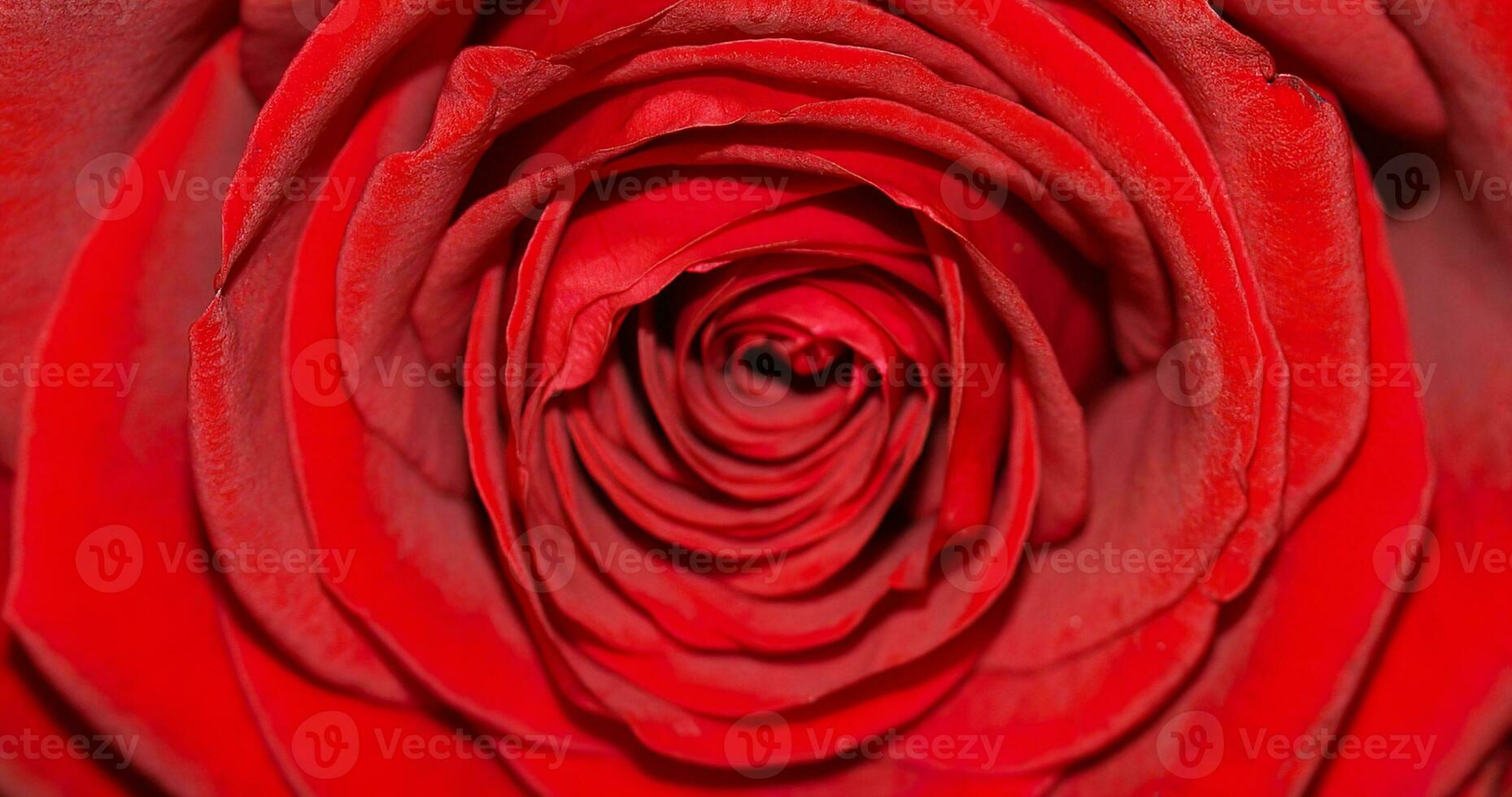 red rose flower background photo