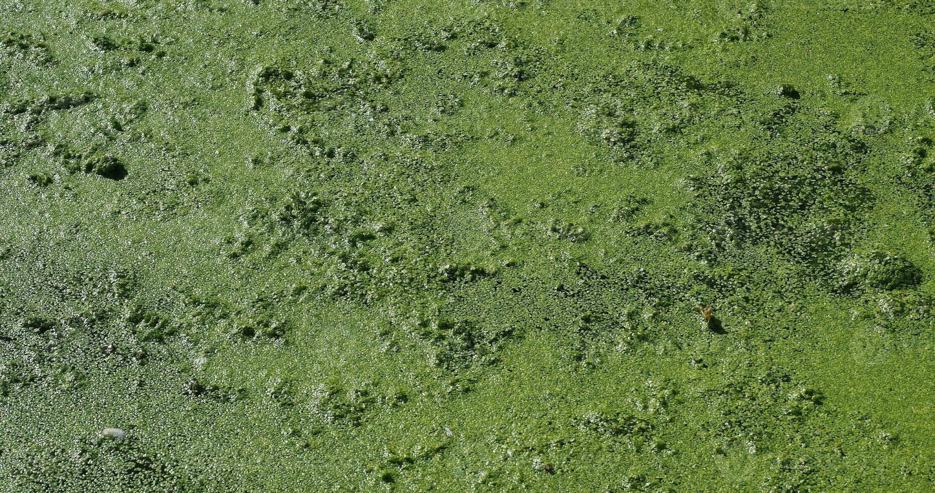 Algae floating on water photo