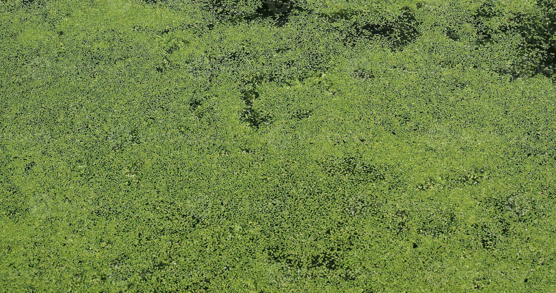 Algae floating on water photo