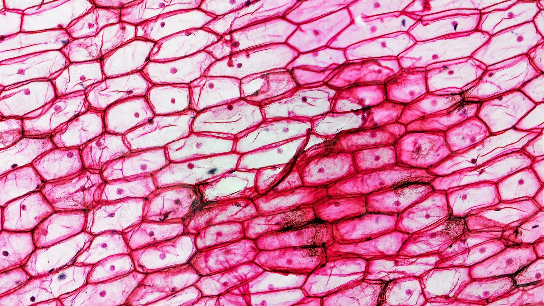 cebolla epidermo micrografia antecedentes foto