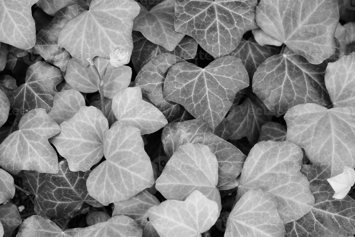 fondo de planta de hiedra en blanco y negro foto