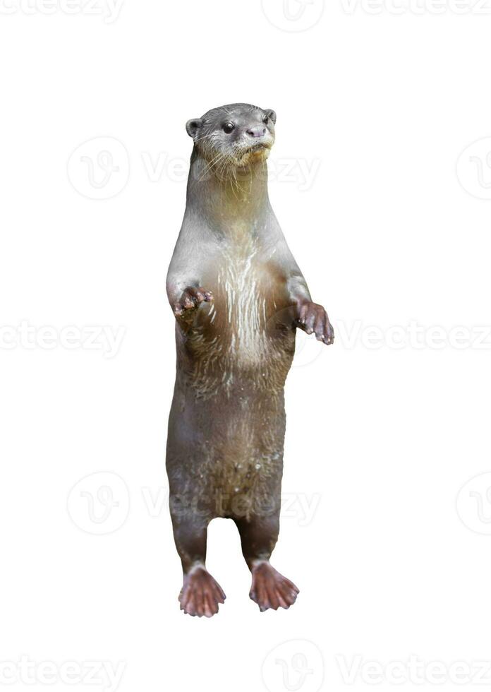 Smooth coated otter Lutrogale perspicillata photo