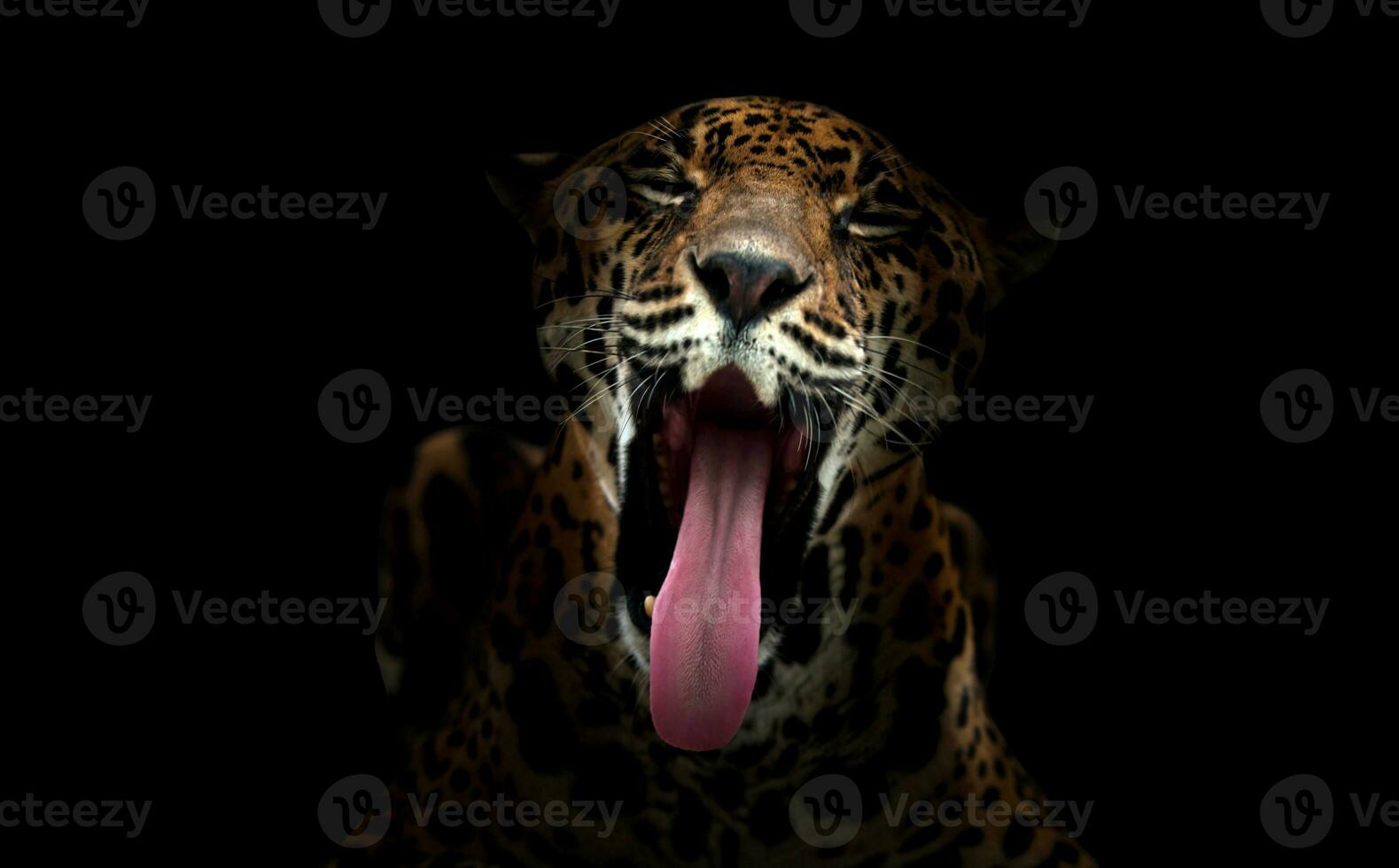 jaguar Panthera onca  in the dark photo