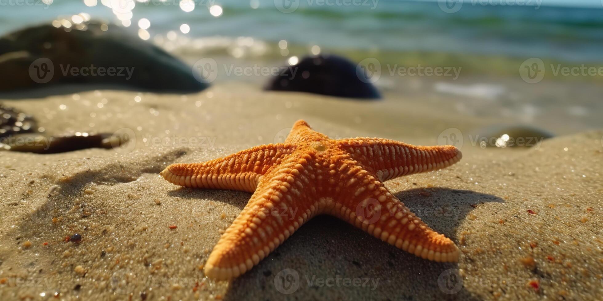 . . Sea navy nautical marine starfish beach island sand ocean vacation relax sun vibe. Graphic Art photo